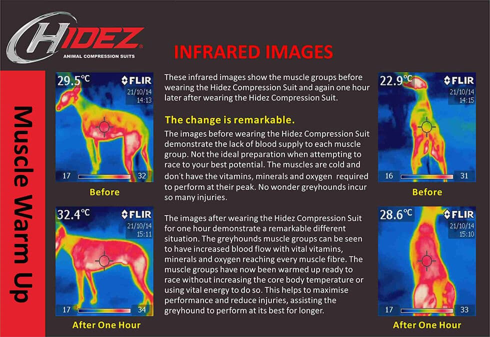 Infrared imaging of the same muscle groups before and one hour after wearing a Hidez suit