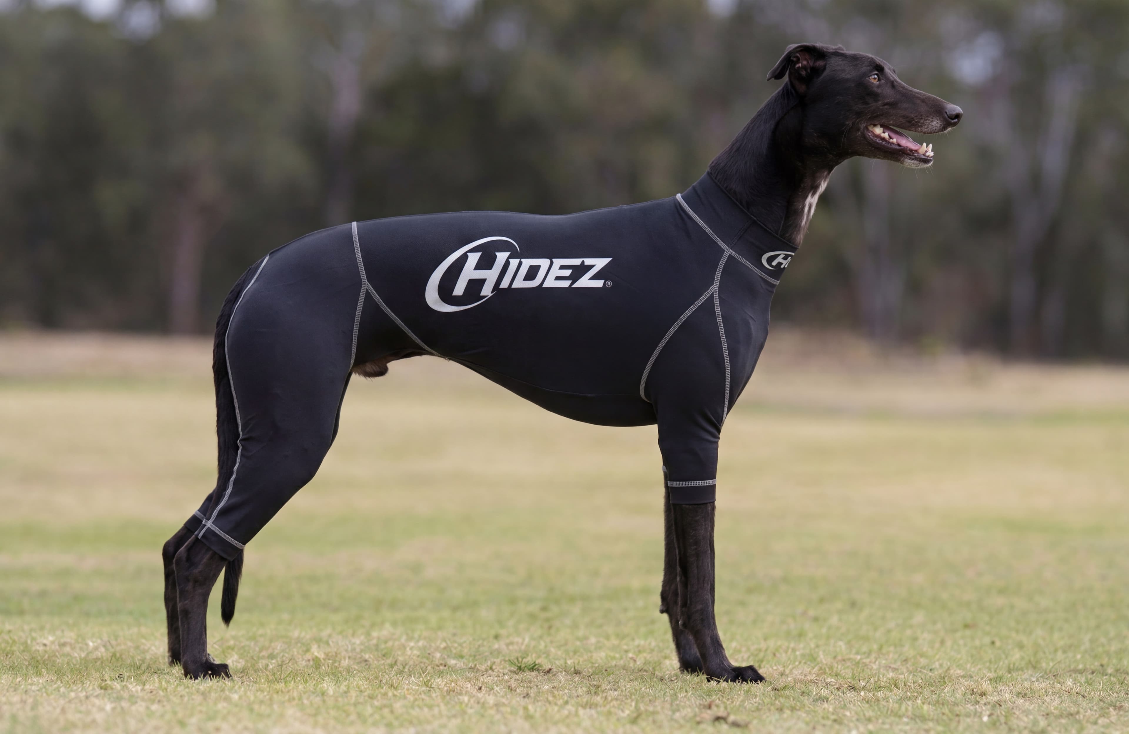 Greyhounds compression range